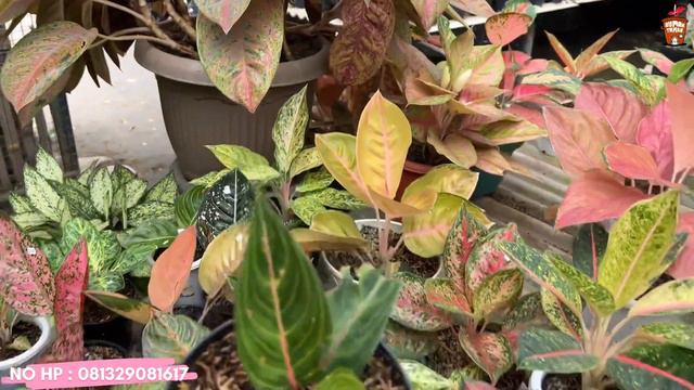 BAKTERI JAMUR PADA AGLAONEMA BISA DI HILANGKAN DENGAN CARA INI‼️ смотреть онлайн
