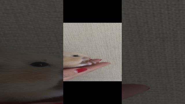 Запасливый хомяк ? смотреть онлайн