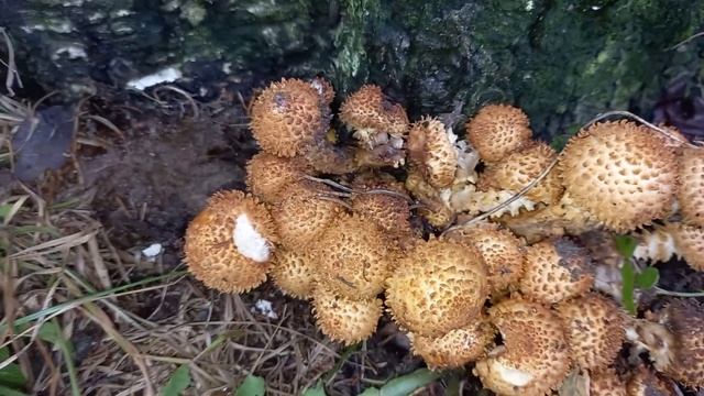 Королевские опята в гостях у дачника смотреть онлайн