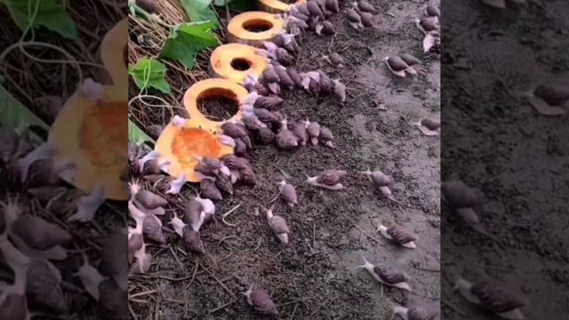 Улитки бегут??? bayoun.ru смотреть онлайн