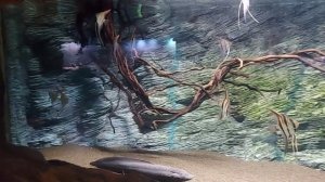 Океанариум в ТРЦ РИО на Дмитровском шоссе, Москва