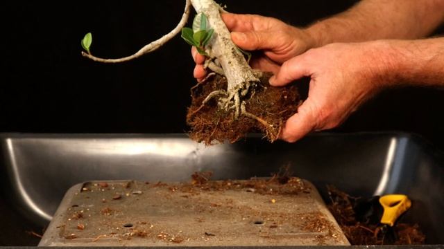 Ficus Microcarpa repotted смотреть онлайн