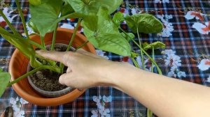 СИНГОНИУМ Данг Тонг Расами Арроу?Dang Tong Rasamee Arrow?Размножение?Пересадка?Грунт?Эпипремнум Нео