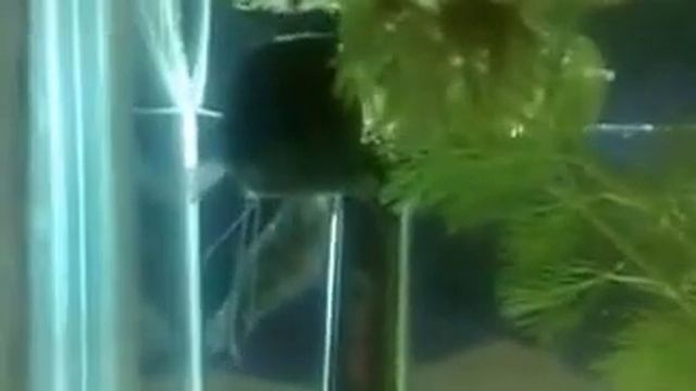 Метание икры гурами мраморный смотреть онлайн