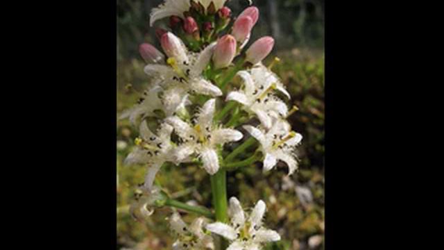 какие органы тела смотреть онлайн