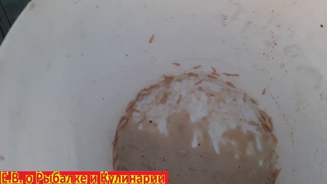 Хватит платить за опарыша для рыбалки.Как разводить крупного опарыша,за один раз хватит на все лето смотреть онлайн