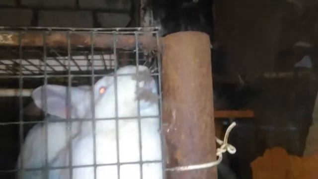 Спаривание кроликов. Крольчиха нехочуха.)))