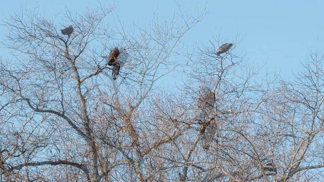Two Dozen Turkey Vultures and Me | Cameras & Outdoors смотреть онлайн