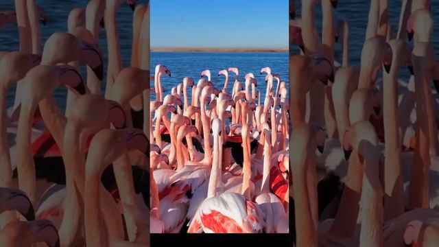 ?На озеро #Караколь вернулись #фламинго! Искусственный водоем находится в 10 км #Актау #Казахстан'а смотреть онлайн