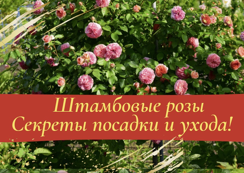 Штамбовые розы. Секреты посадки и ухода! смотреть онлайн