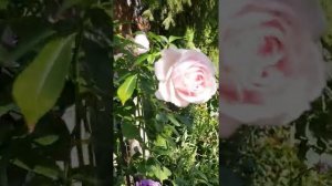 Роментическая роза Велленшпиль  /Wellenspiel и очаровательная вербена бонарская!