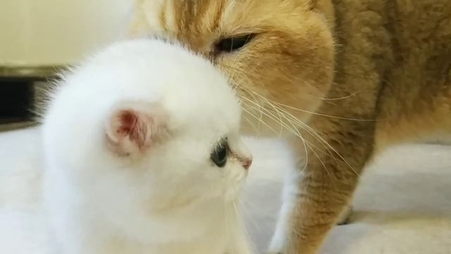 Kitty Coco met her dad William | So Cute | British Shorthair смотреть онлайн