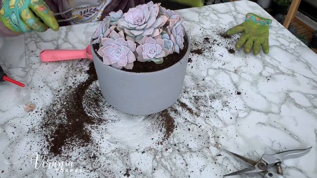 👩🏼🌾 Cuidados del Sedum Sinforosanum / nuevo sedum смотреть онлайн