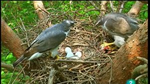 Жизнь ЯСТРЕБА-ТЕТЕРЕВЯТНИКА в Природе!