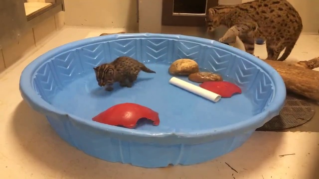 Камышовый котенок учится ловить рыбок смотреть онлайн