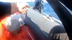 Ловля голубого тунца (bluefin tuna) в Татарском проливе!