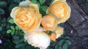 Три жёлтых сорта роз Девида Остина