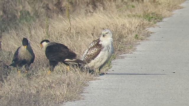 Crested Caracara/ Krider's Tailed Hawk  - Anahuac Wildlife Reserve - Texas