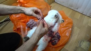 КРОЛЬЧИХА УМЕРЛА РОДАМИ (16+)