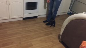 Дрессировка щенка Цвергпинчера