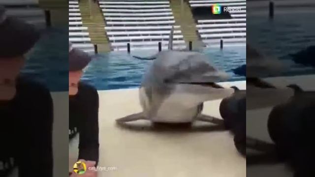 Дельфин целует девушек смотреть онлайн