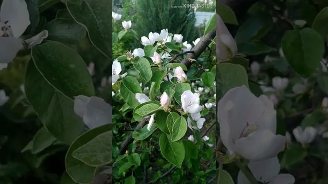 Айва в саду. Цветёт айва. смотреть онлайн