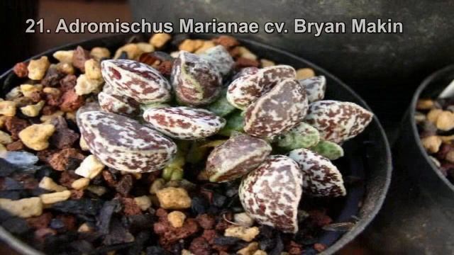 ADROMISCHUS (41 Tipos de Variedades de suculentas) смотреть онлайн