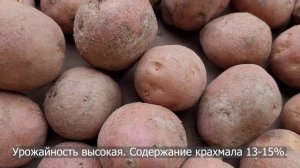 Сорт картофеля Ред Соня. Potato seeds Red Sonya.