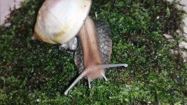 Улитка Ахатина. Замеры? раковины? и прирост улитки ахатин? #Видео3 Уборка. Кормление. Уход. смотреть онлайн