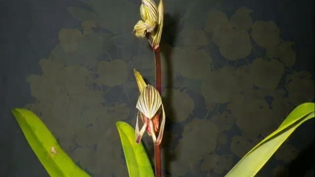 Richard Clayderman - Serenade ( ORCHIDS ) смотреть онлайн