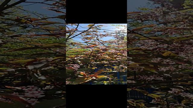 Солнце сквозь листву