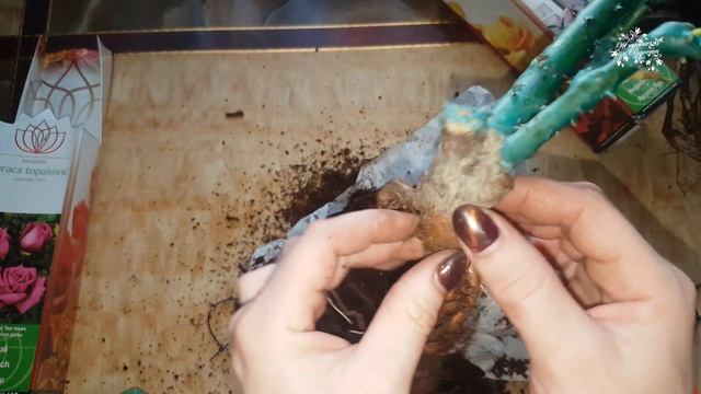 Розы Братьев Топалович ! Как сохранить розы до посадки в грунт. смотреть онлайн