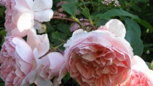 Wildeve Rose David Austin