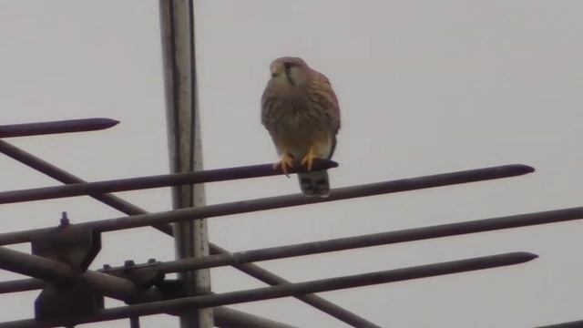Хищные птицы в городе Воронеж Кобчик смотреть онлайн