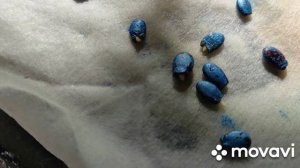 Самое быстрое проращивание семян Арбузов за 2 дня!!!