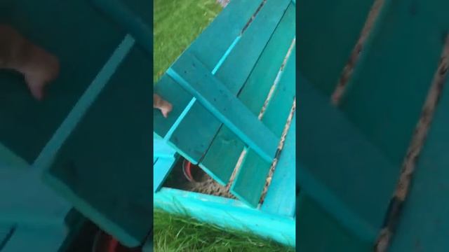 Как защитить песочницу от кошек. Лучший способ смотреть онлайн