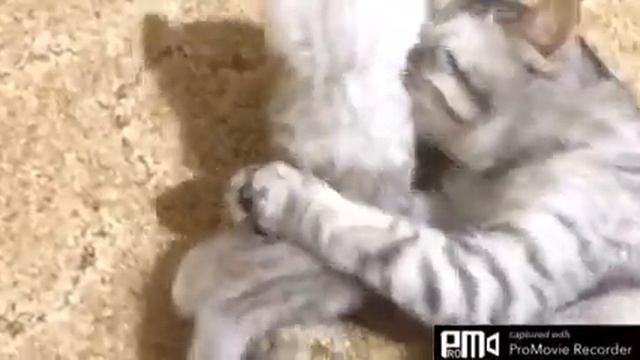 Где мы живём....и много много кошек!? смотреть онлайн