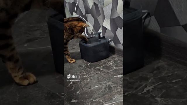 Наш любимчик - красавчик Лео. #котики #любимцы #домашниеживотные #кот смотреть онлайн