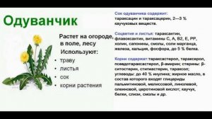 Одуванчик полезные свойства. Одуванчик как лекарство. Рецепт из одуванчиков.