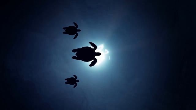 ? Дыхательная медитация для СНЯТИЯ СТРЕССА, расслабления и успокоения ума ? Breathwork ?