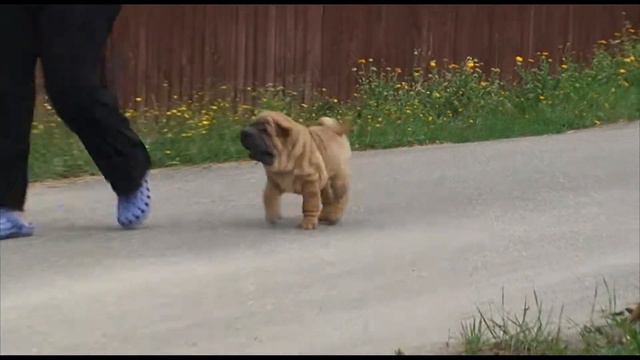 sharpei puppy Ingrem Rey Obsession смотреть онлайн