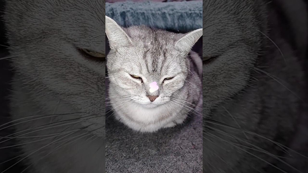 Насколько процентов мы тебе понравились? #shorts #подписка #котики #лайк #коттитар #выбери #все смотреть онлайн