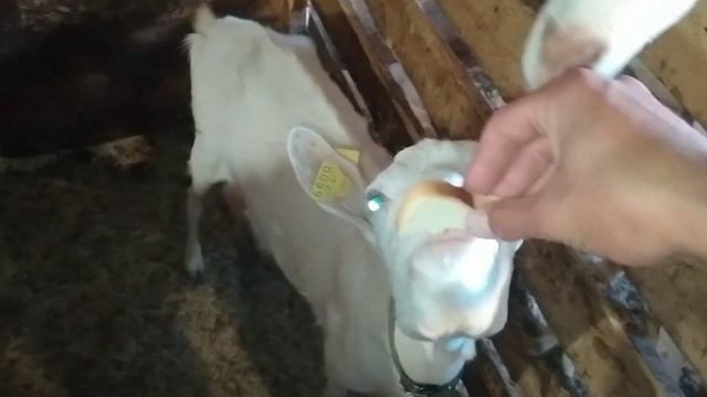 Козы моей фермы смотреть онлайн