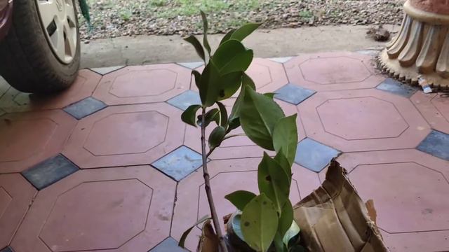 Camellia JAPONICA flower Plant (8 Colour Verity) Unboxing смотреть онлайн