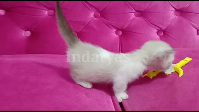 This kitten Will melt your heart suddenly смотреть онлайн