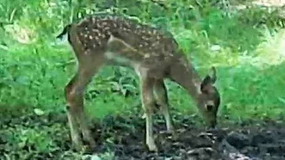 Лани и оленята смотреть онлайн