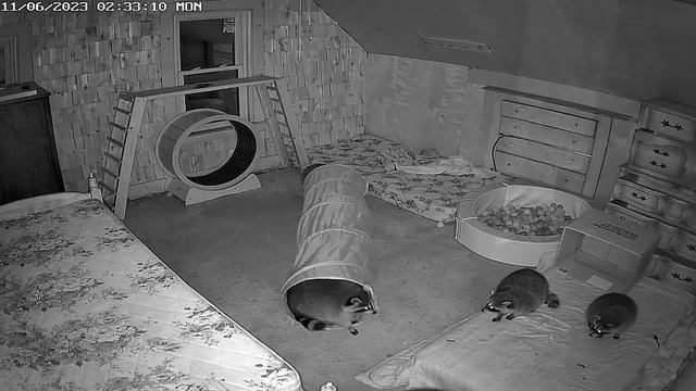 Еще два енота пришли- место занято#Raccoon Saloon смотреть онлайн