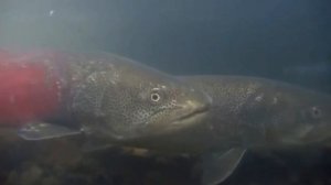 Икромёт ТАЙМЕНЯ. ТАЙМЕНЬ мечет икру,ПОДВОДНАЯ СЪЁМКА.