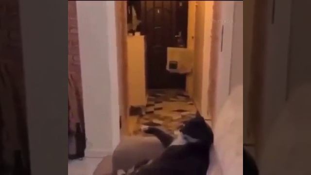 Просто уважение ? босс мафии) Дон пабло эль котэ смотреть онлайн