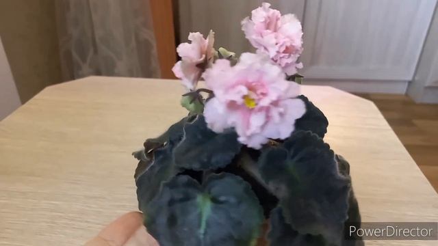 Розовая нежность!? Цветущие фиалки ЛЕ-Злато Скифов и СМ- Лесное Волшебство.//#Africanviolets смотреть онлайн